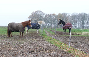 Pferdegruppe